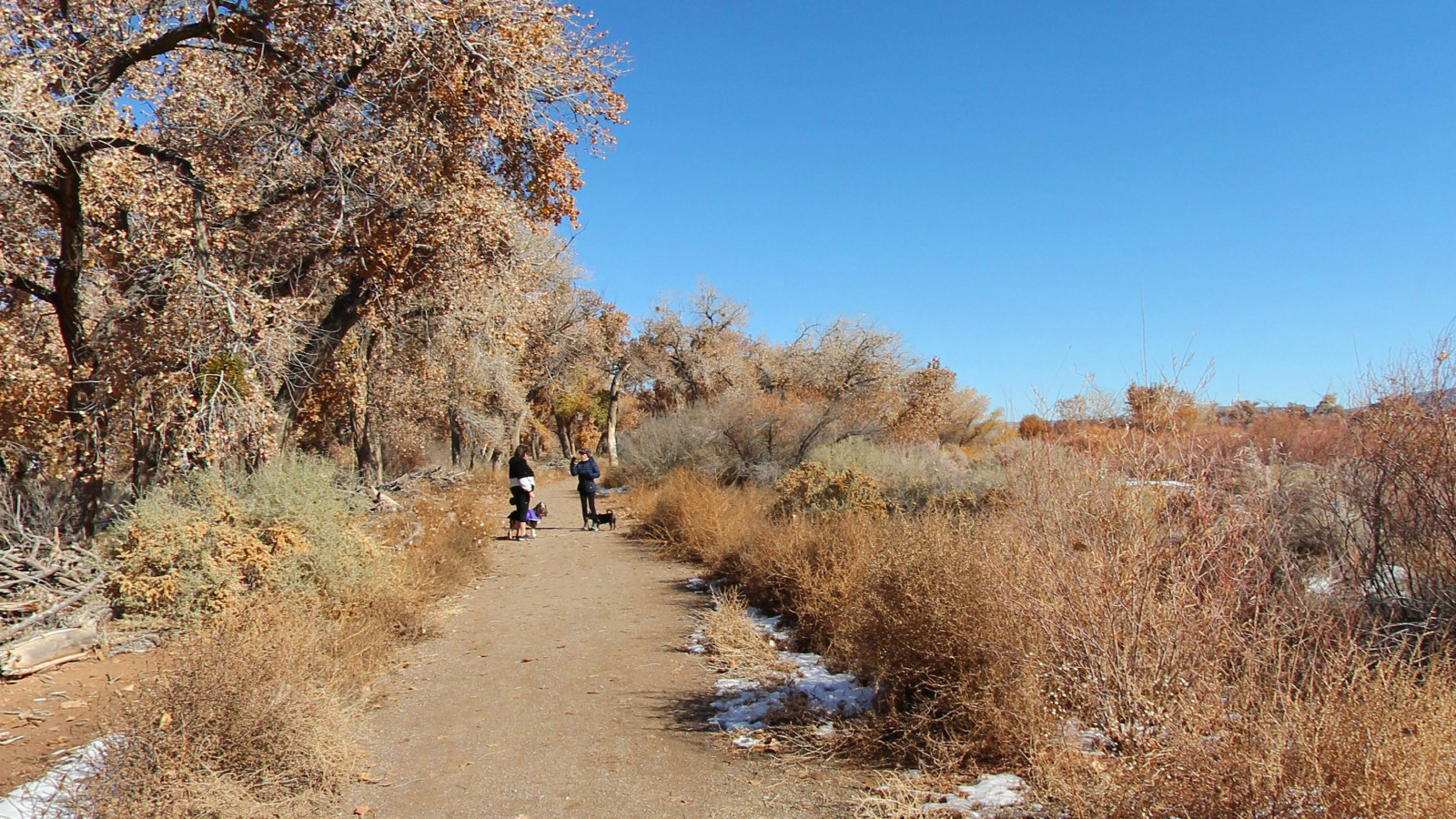 Recorded view from Rio Rancho Bosque — Rio Ranch Bosque Willow Trail