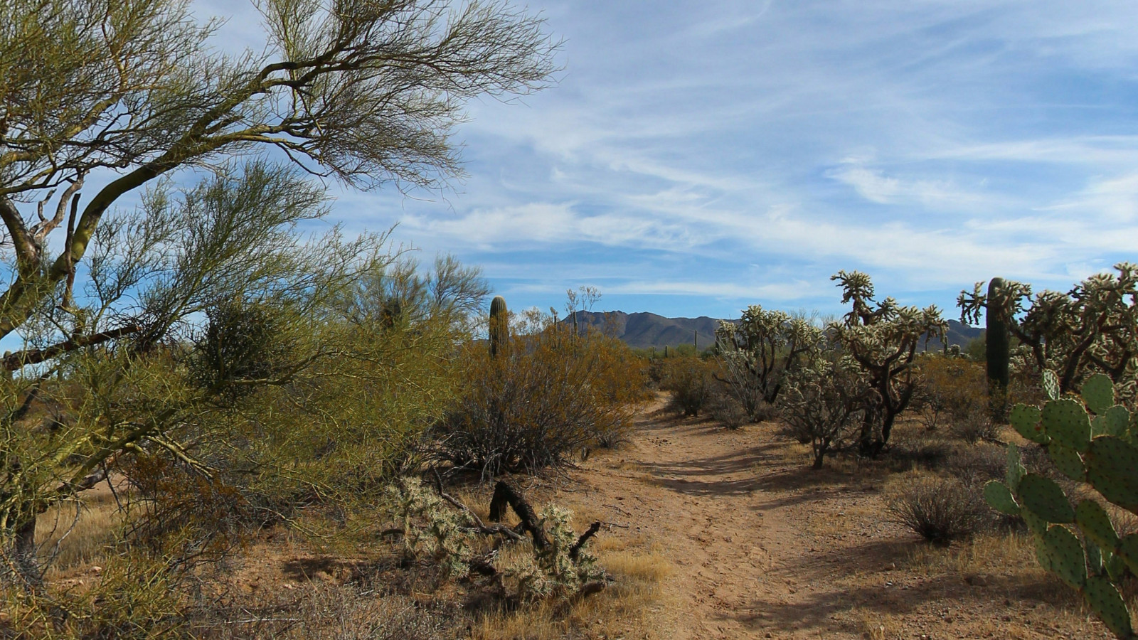Recorded view from Saguaro National Park — Cactus Wren Trail