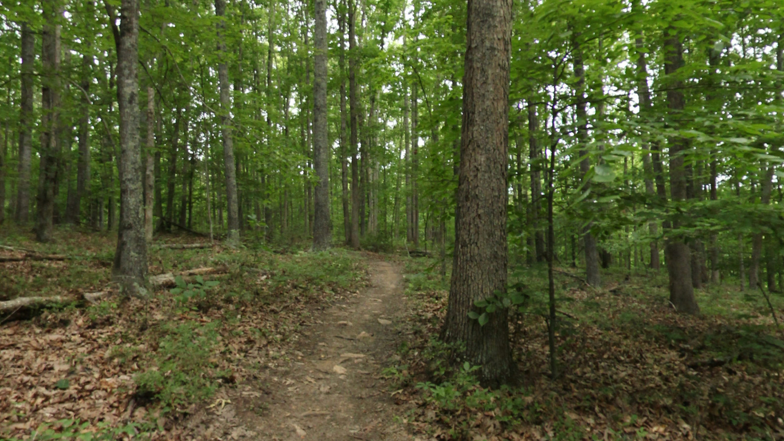 Recorded view from Preddy Creek Trail Park — Creekside Trail