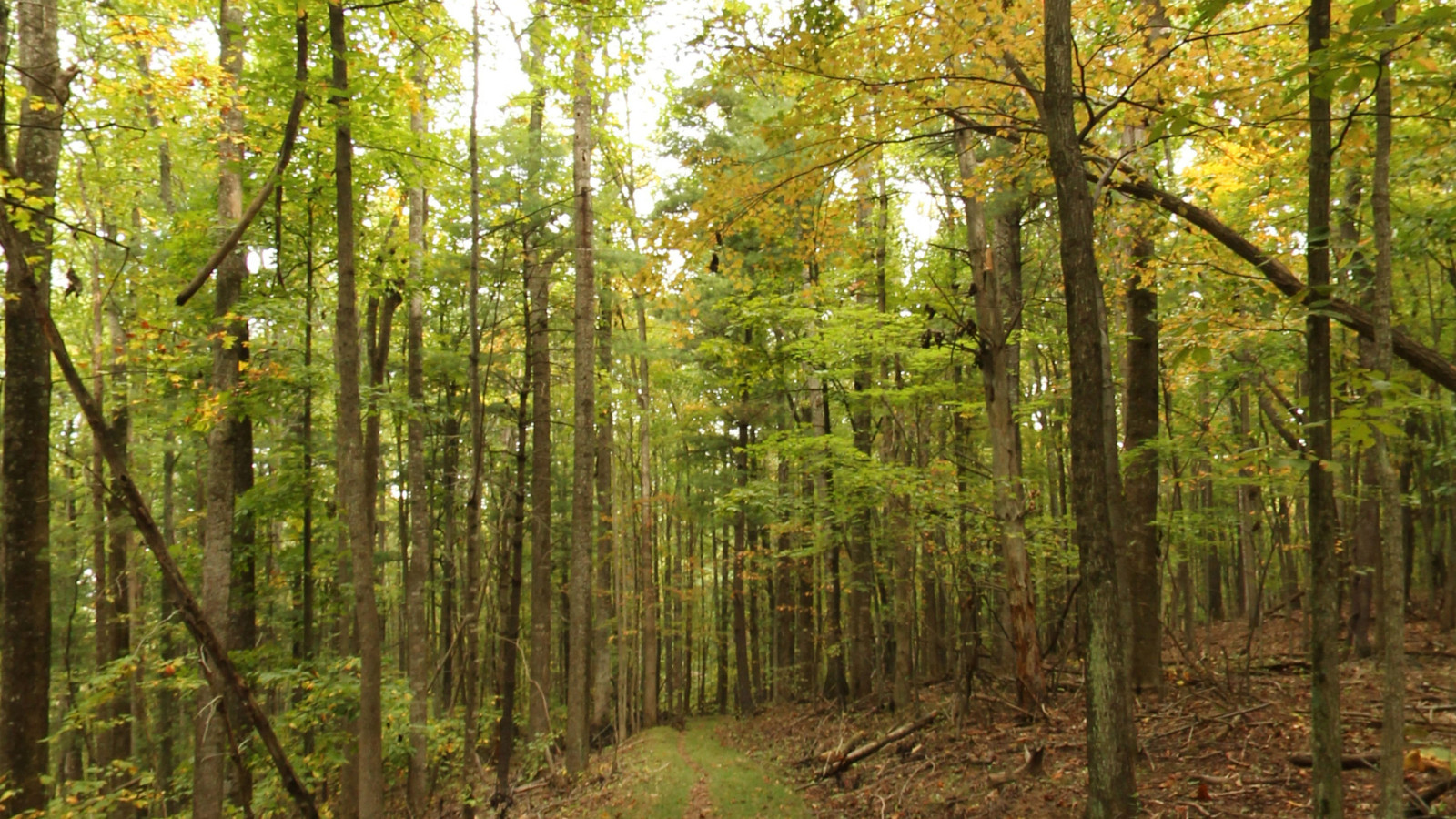 Recorded view from Bottom Creek Gorge — Duval Trail