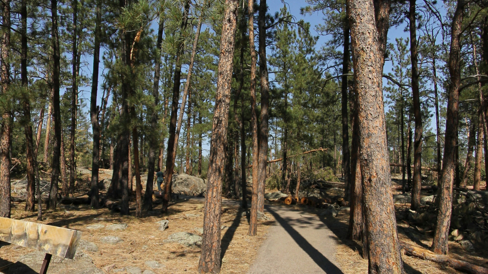 Recorded view from Devils Tower — Devils Tower
