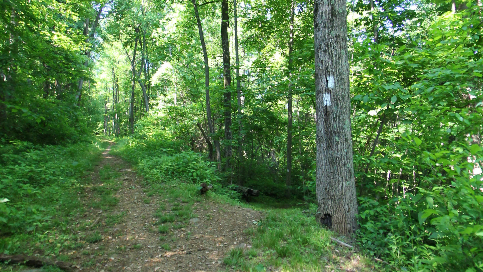 Recorded view from Forests and wooded trails — AT Rt. 522 to Rt. 50
