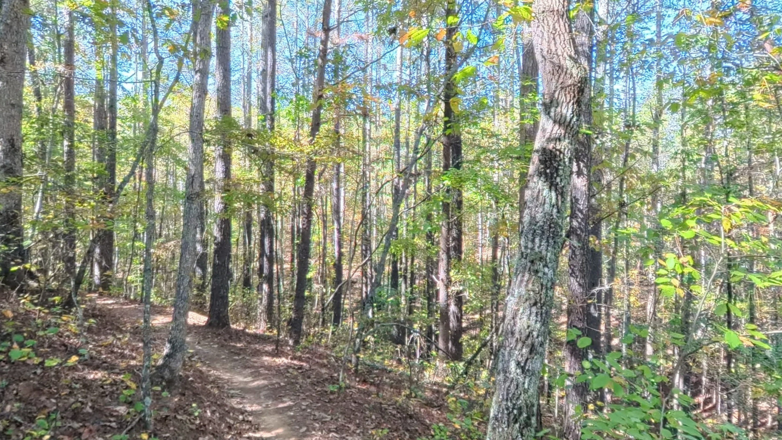 Recorded view from Talking Rock Nature Park — Blue Trail to Bird Observatory #2