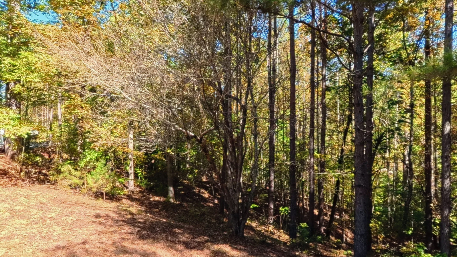 Recorded view from SC outdoor imagery — COL-3732 — Greken Drive