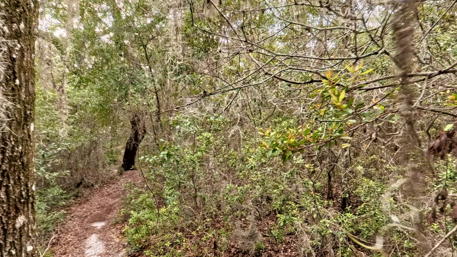 Recorded view from Gold Head Branch State Park — Loblolly Trail