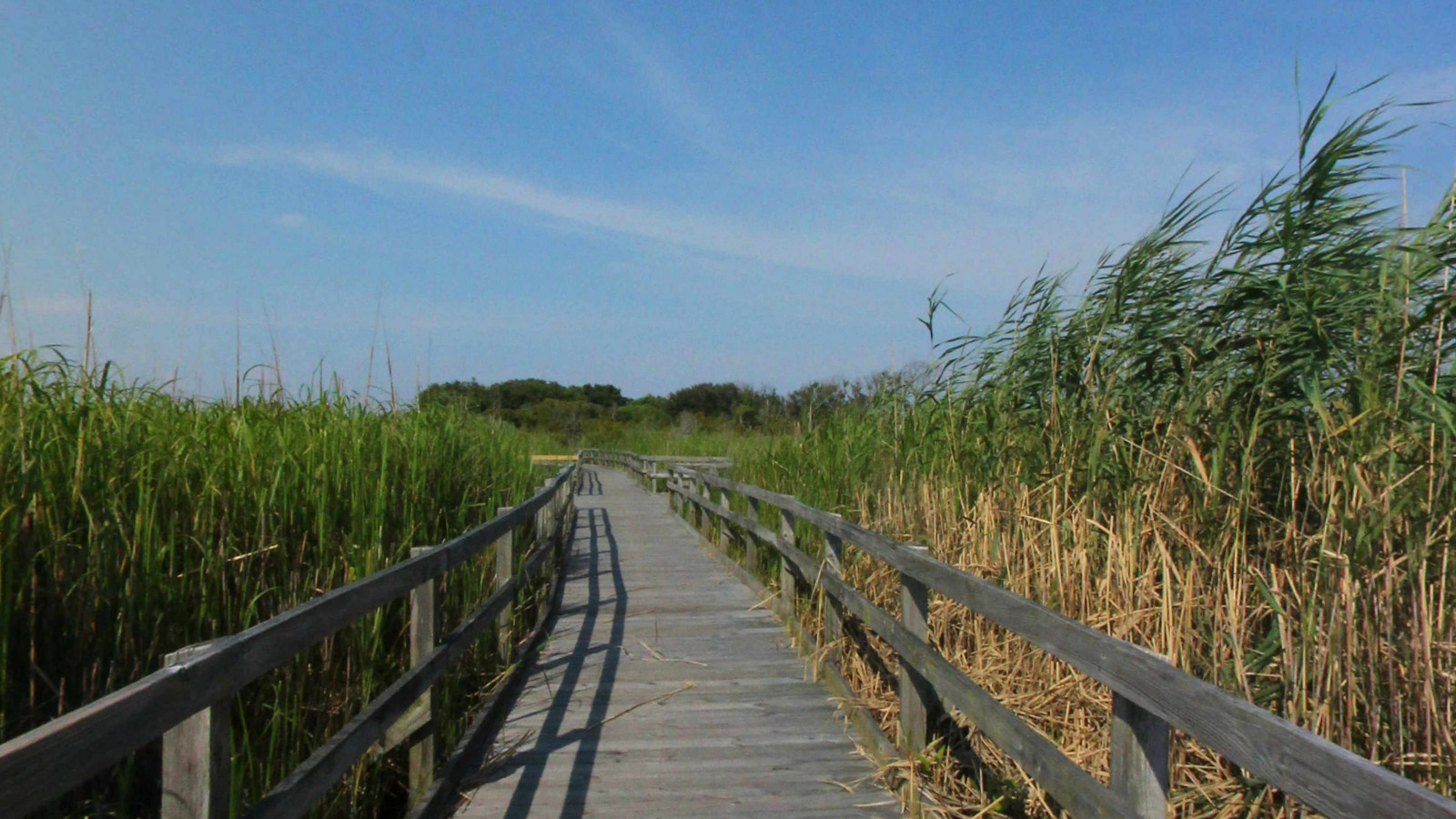 Recorded view from Back Bay National Wildlife Refuge — Back Bay Canoe Launch and Overlooks