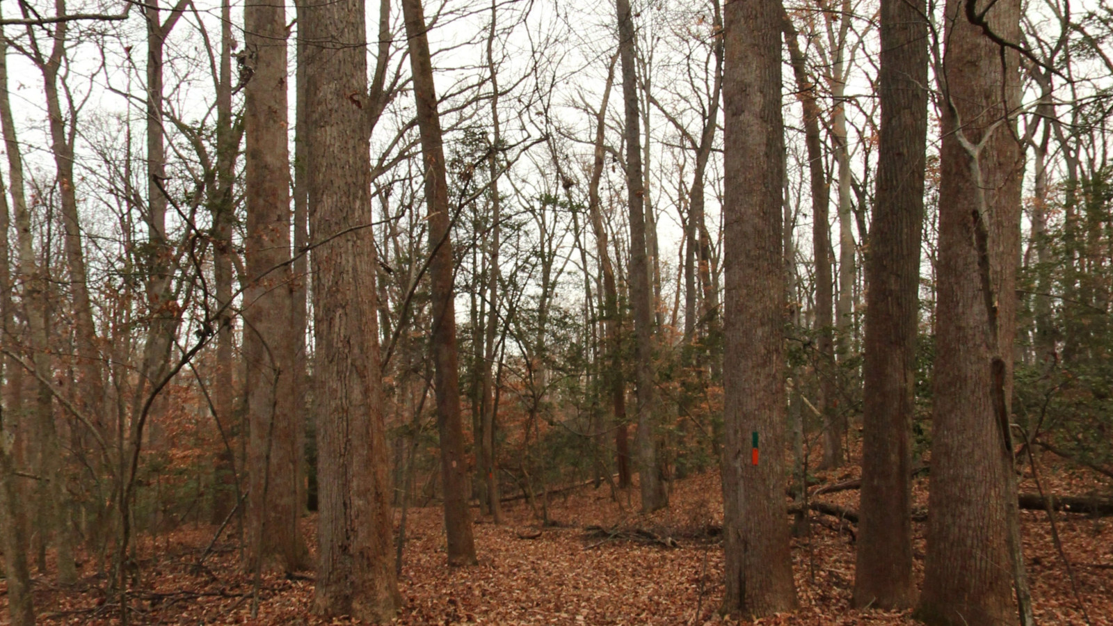 Recorded view from Caledon State Park — Belmont