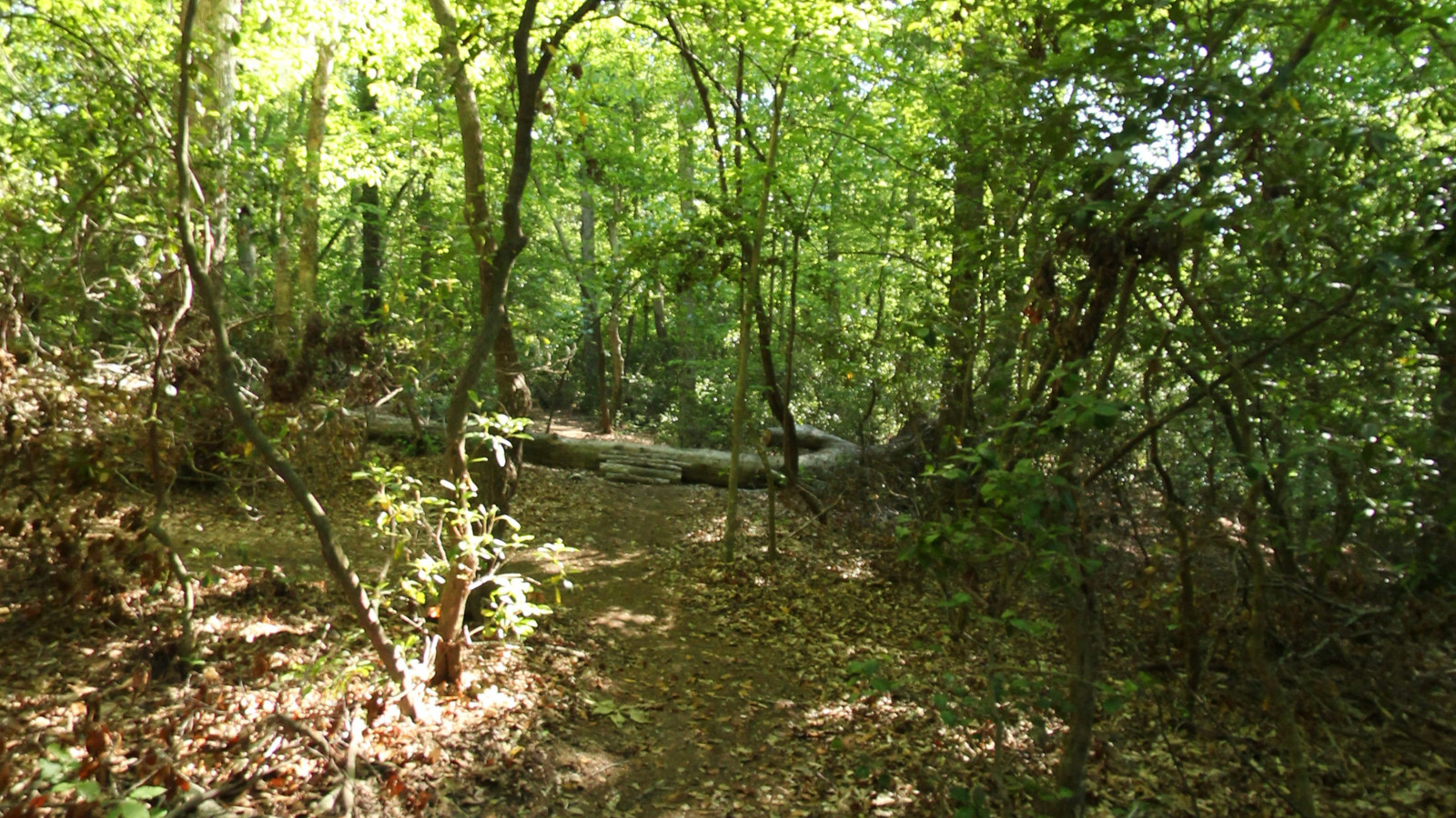 Recorded view from York River State Park — Marl Ravine