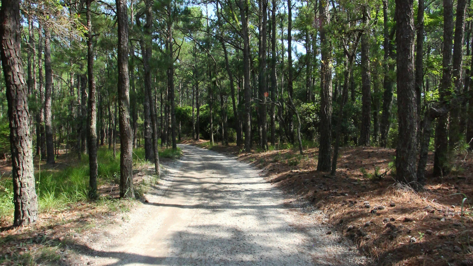 Recorded view from False Cape State Park — Sand Ridge Trail