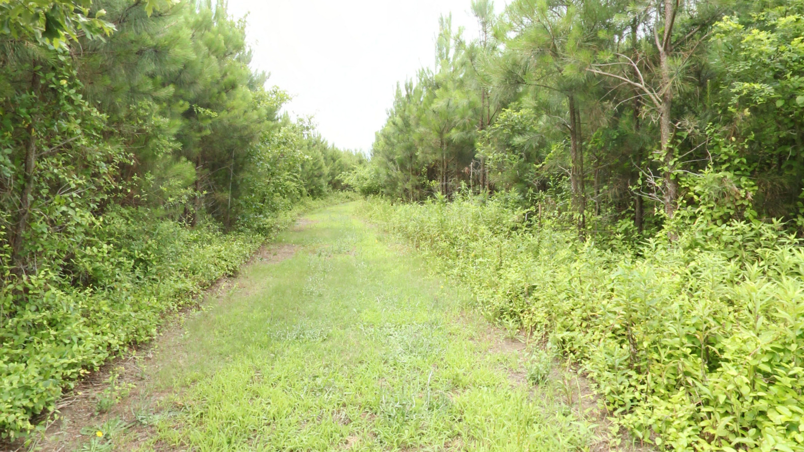 Recorded view from Kiptopeke State Park — Songbird Trail