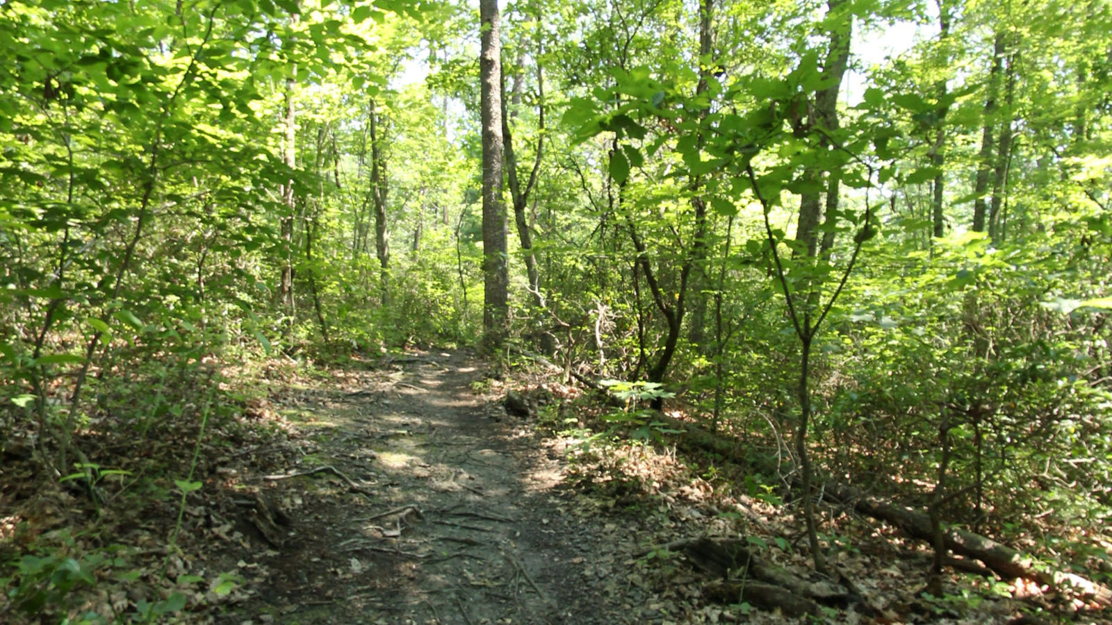 Recorded view from Walnut Creek Park — Wilkins Trail