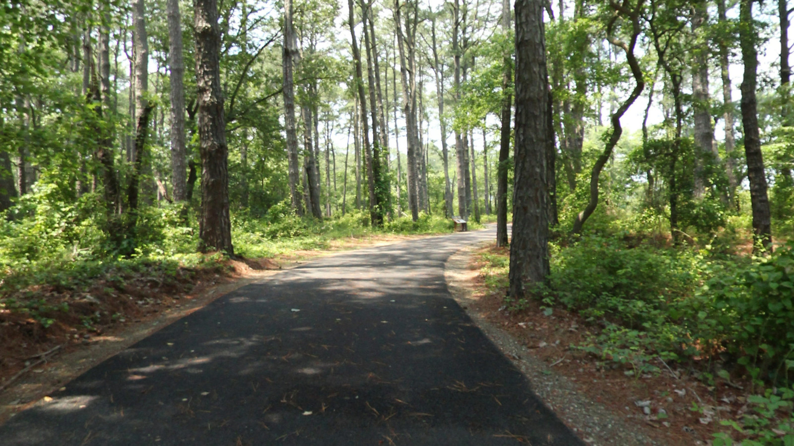 Recorded view from Chincoteague National Wildlife Refuge — Woodland Trail 1