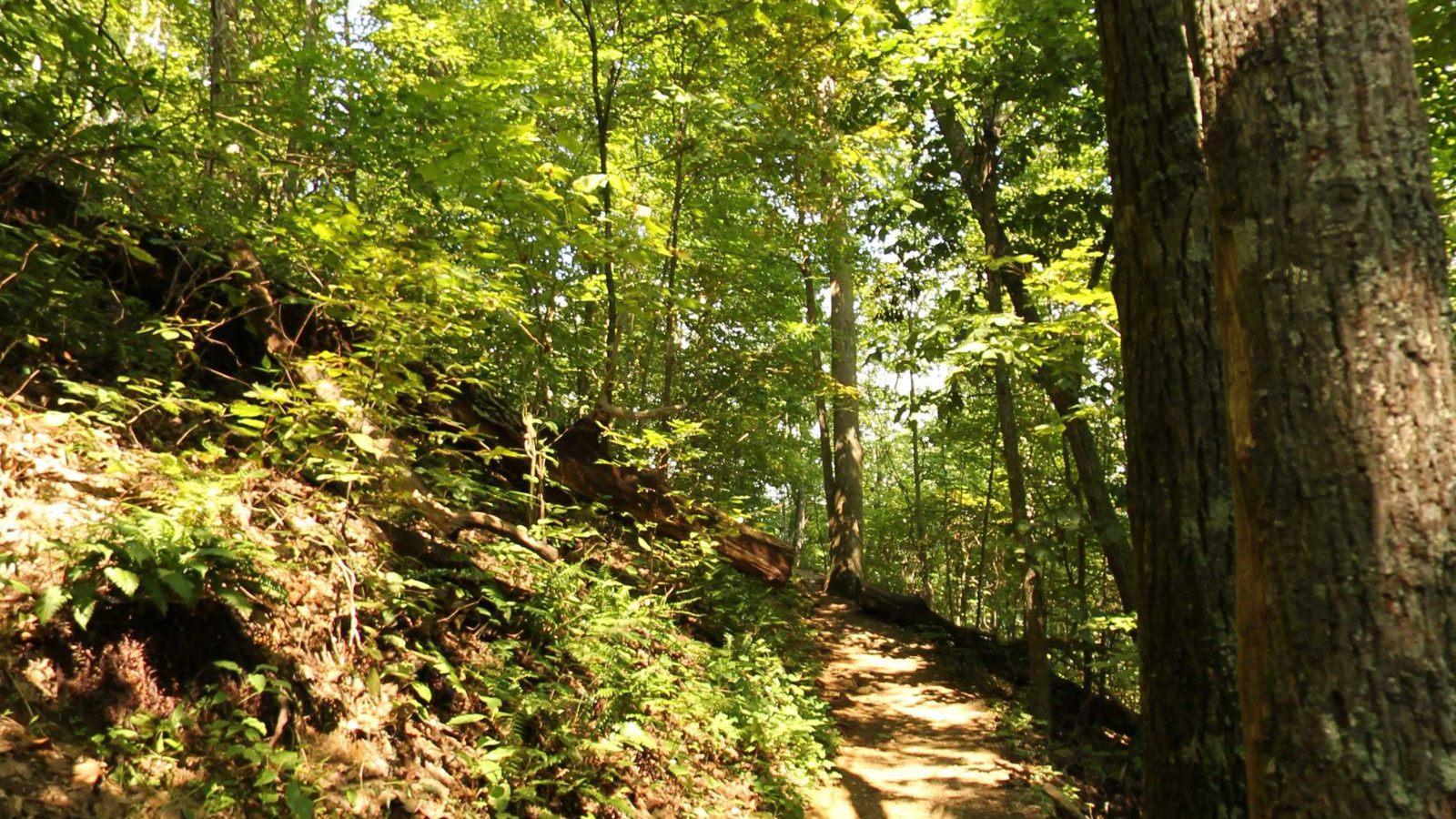 Recorded view from Crabtree Falls — Crabtree Falls