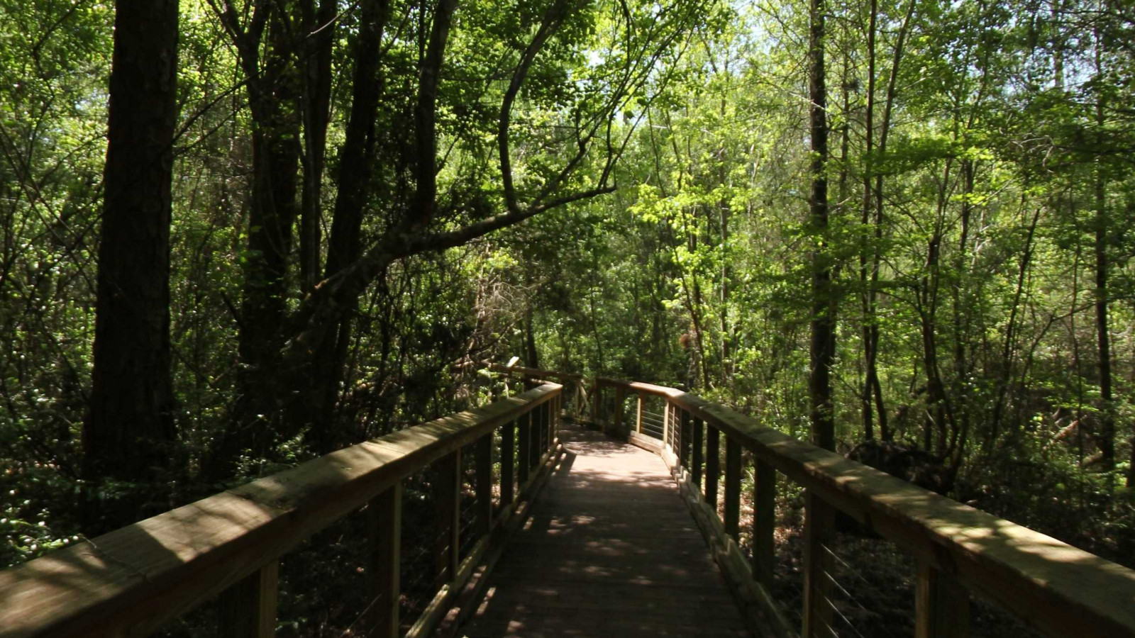 Recorded view from Arcadia Mill Archaeological Site — Boardwalk South