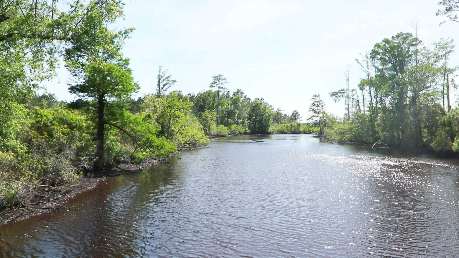 Recorded view from Pungo River — Rutman Creek