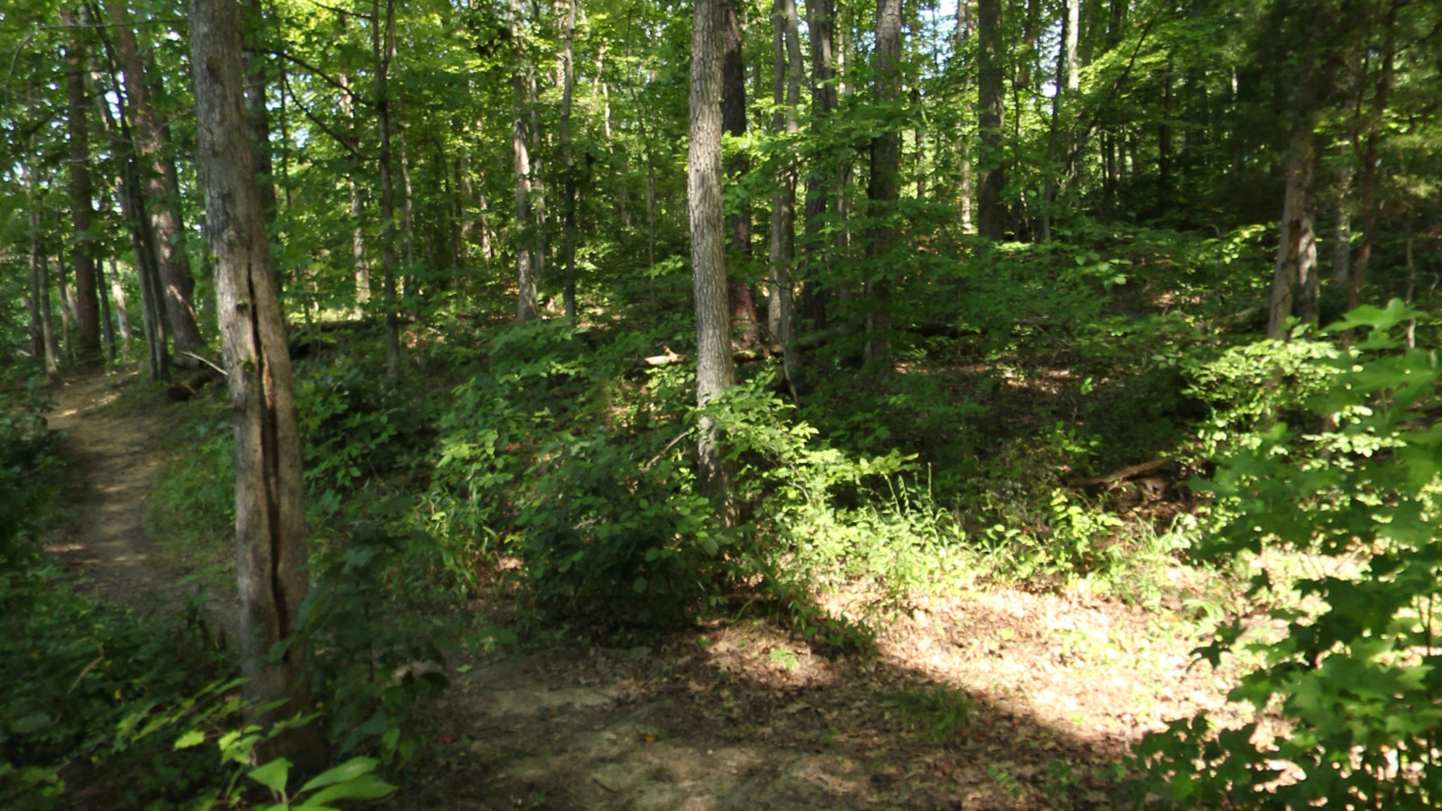 Recorded view from Bear Creek Lake State Park — Channel Cat