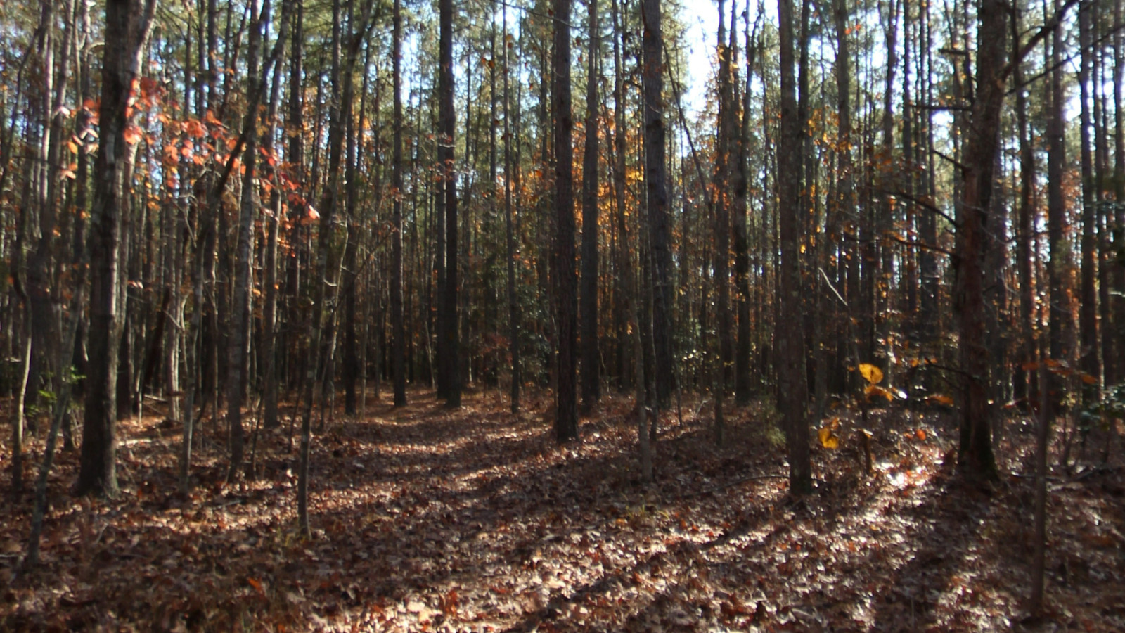 Recorded view from Five Forks National Battlefield Park — Corse to Pegram