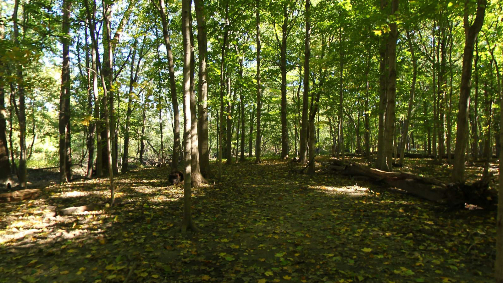 Recorded view from Stone Bridge Nature Trail — Rouge Park Stone Bridge Nature Trail_City of Detroit