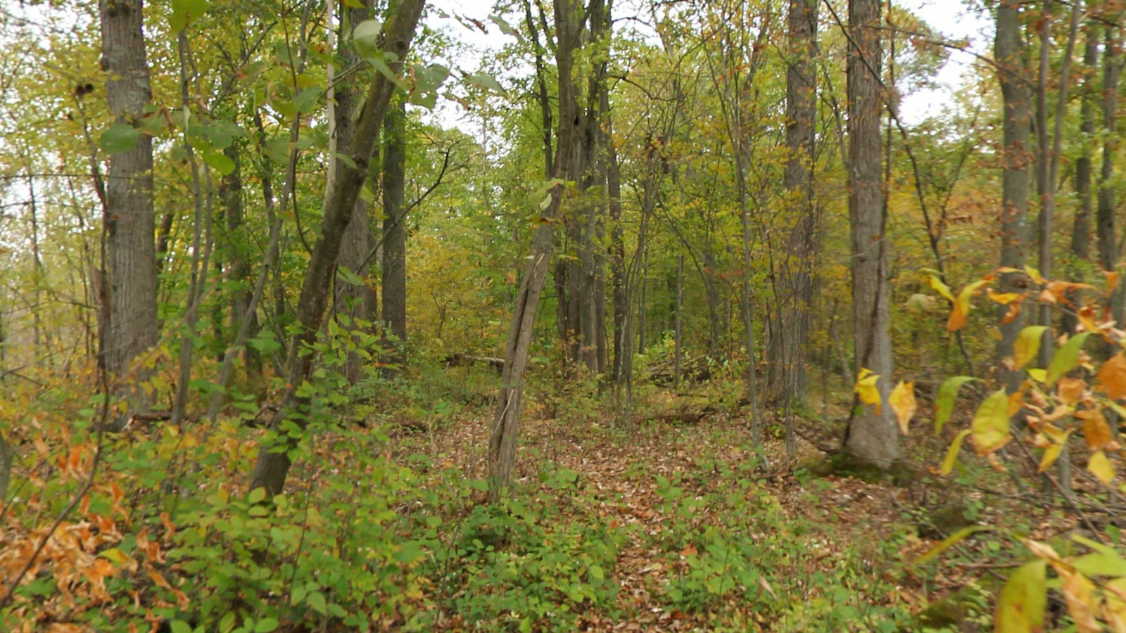Recorded view from Huron Meadows Rustic Trails — Huron Meadows Trail
