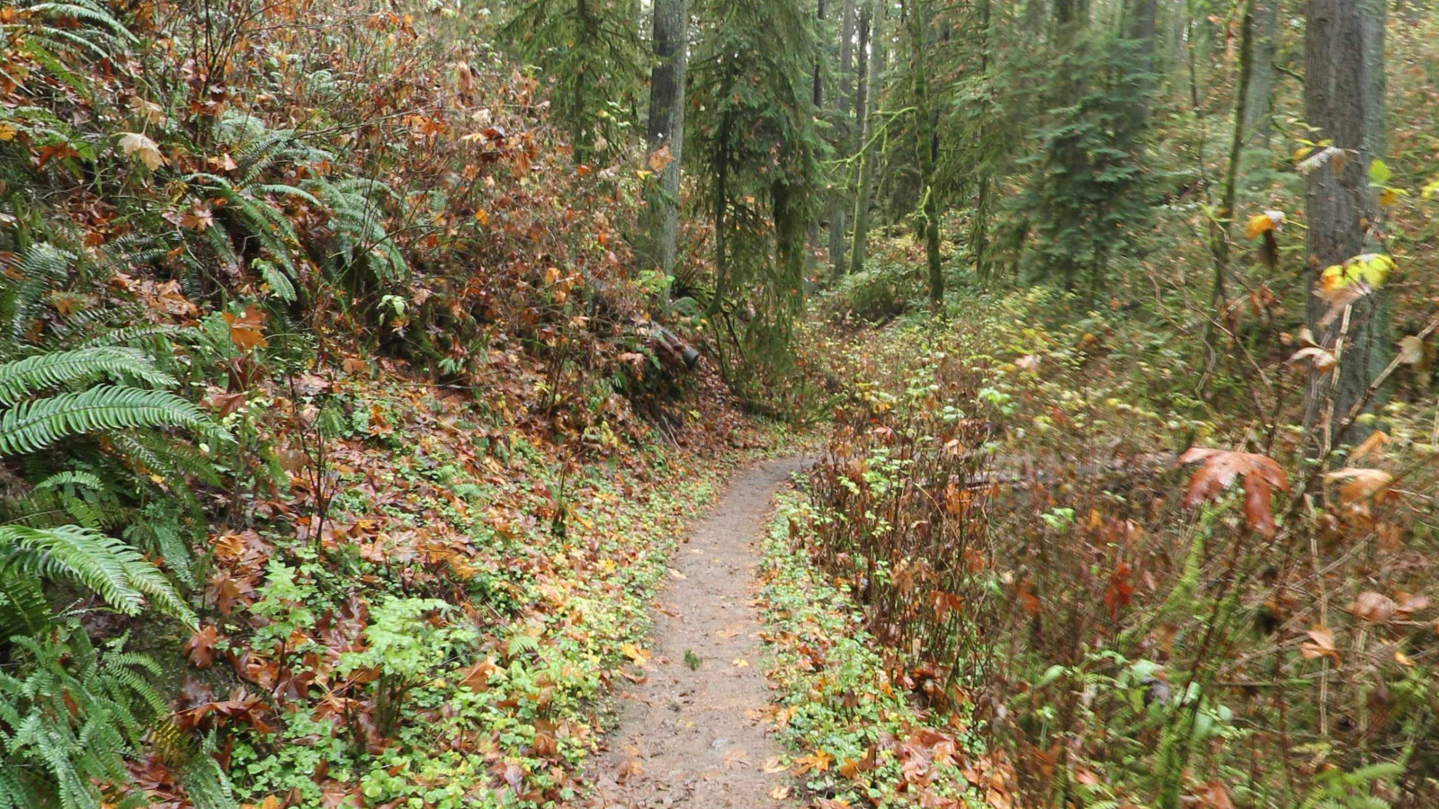 Recorded view from Oregon selections — Wildwood Segment 5