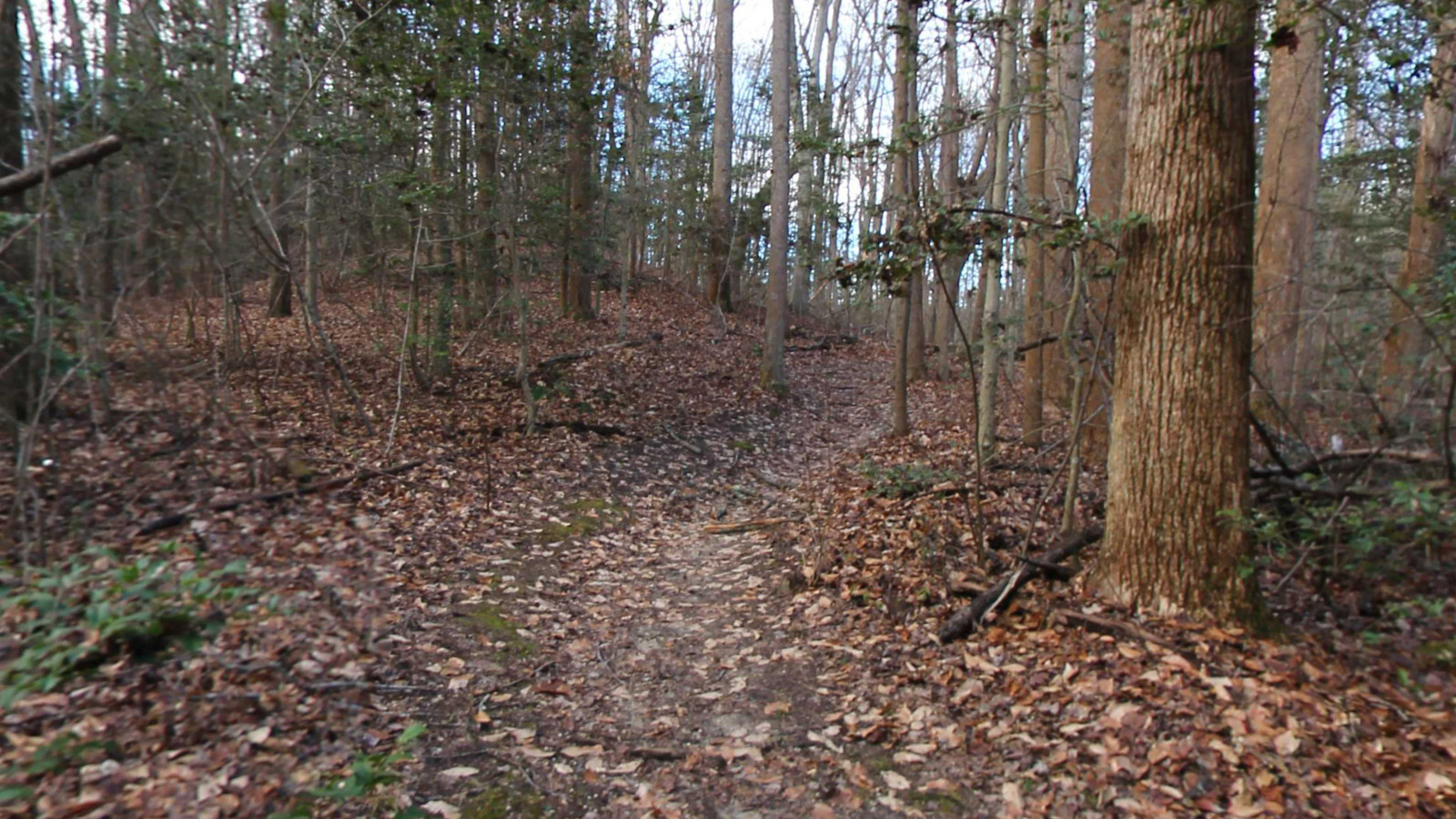 Recorded view from Oak Ridge Park — Blue Trail CC
