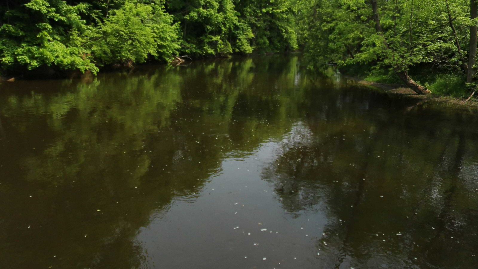 Recorded view from Shiawassee River — Newburg to Chesaning
