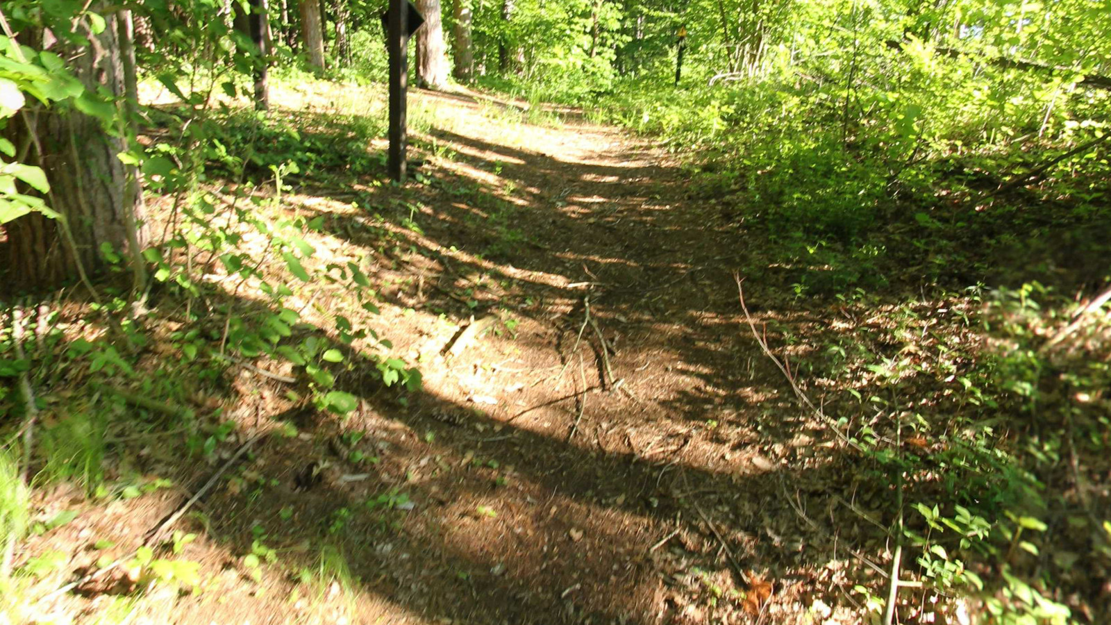 Recorded view from Ringwood Forest — Ringwood Forest - Witch Hazel