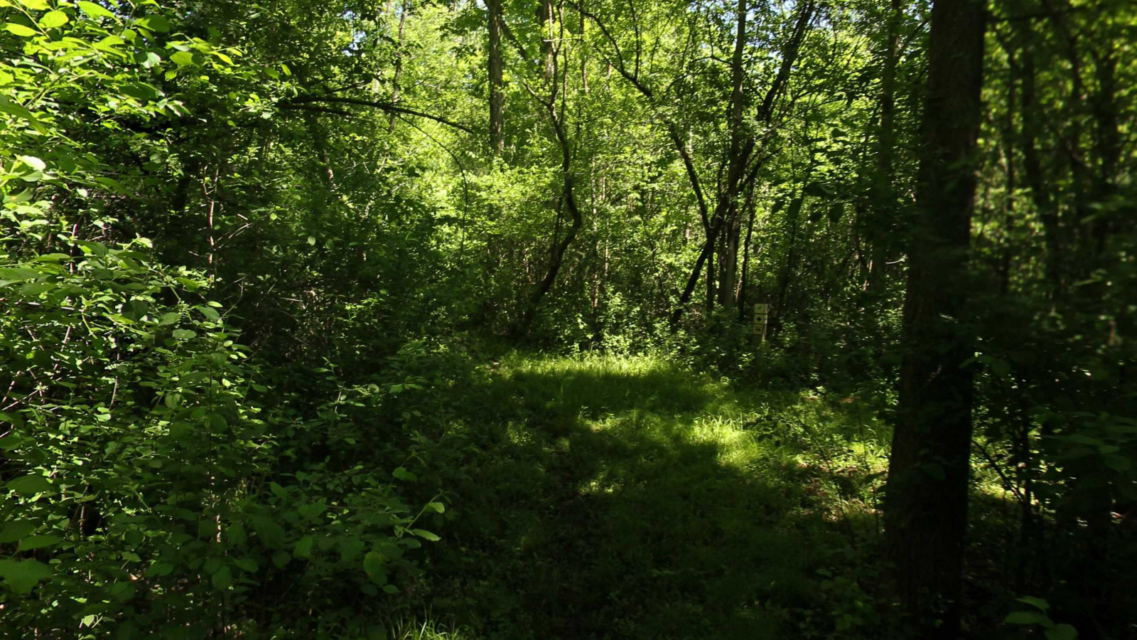 Recorded view from Green Point Environmental Learning Center — Song Bird 4