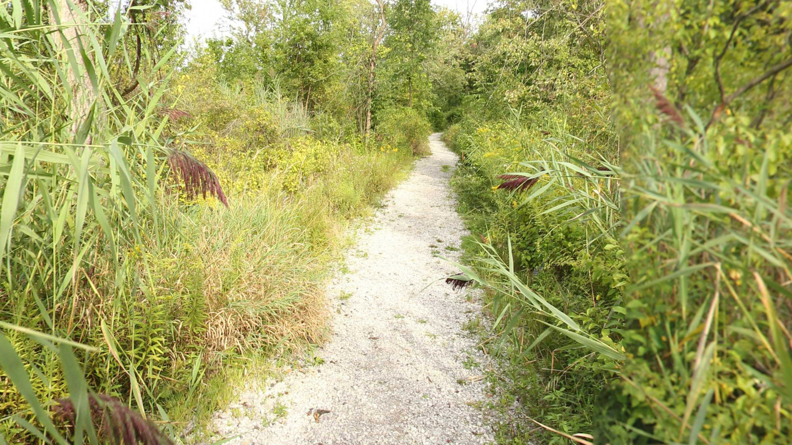 Recorded view from Belle Isle State Park — Nashua Trail: Tanglewood to Wet-Mesic Flatwoods Forest
