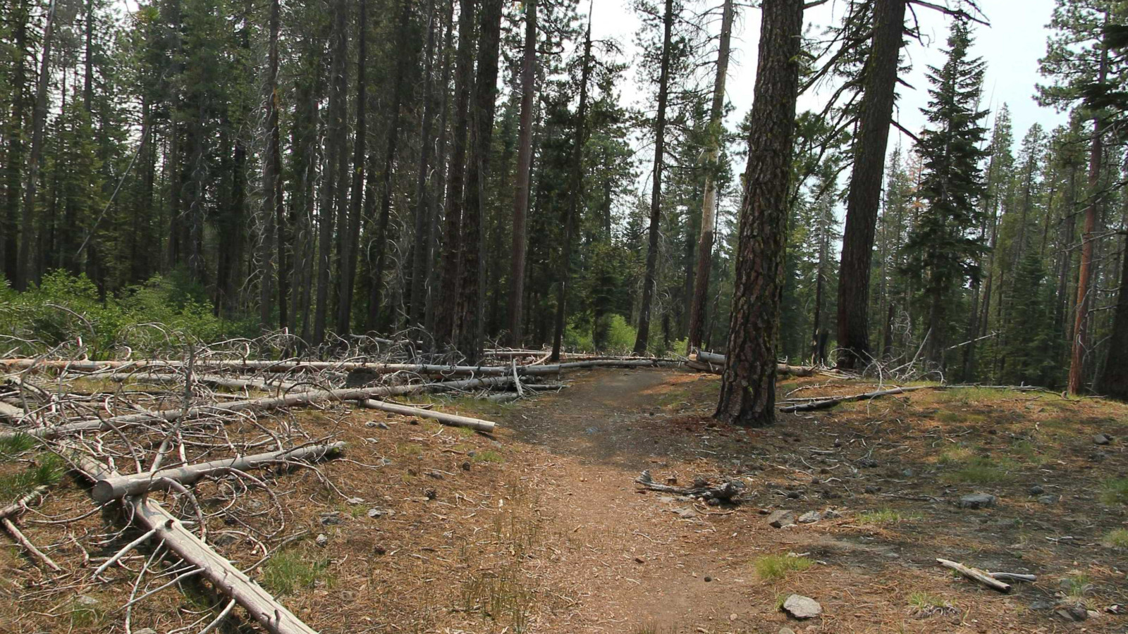 Recorded view from Lassen National Park — Lily Trail