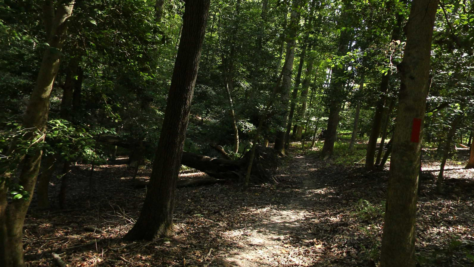 Recorded view from Widewater State Park — Holly Marsh Trail