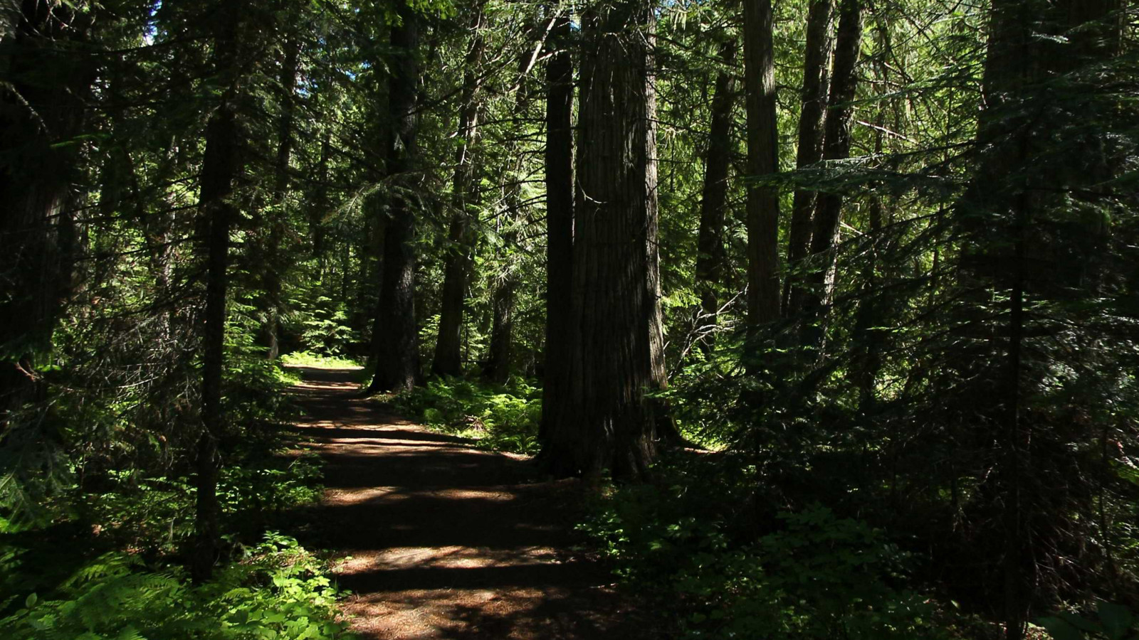 Recorded view from Cedar Grove — Cedar Grove