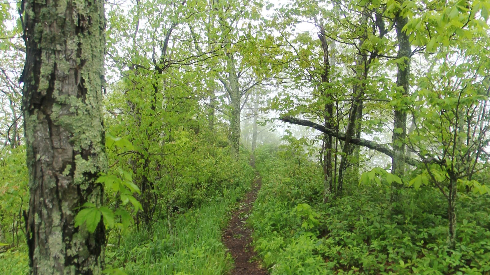 Three Ridges section