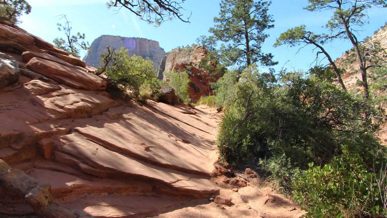 Pine-shaded trail approach