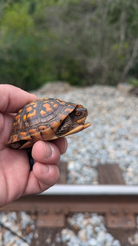 Eastern Box Turtle
