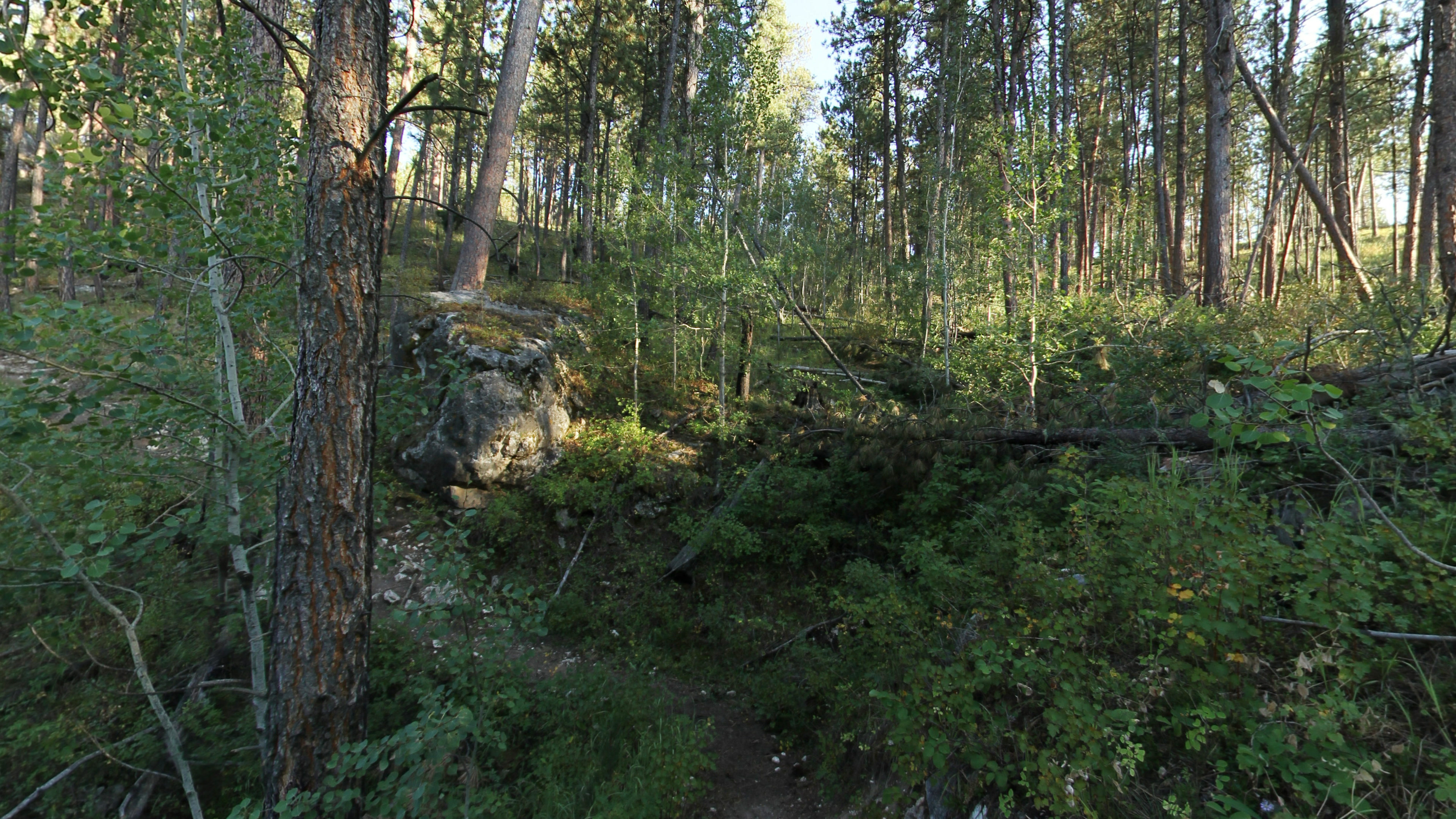 Black Hills & Devils Tower